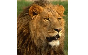 african_lion_safar_image_o_ftopici