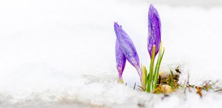 the_savvy_guide_to_march_in_toronto