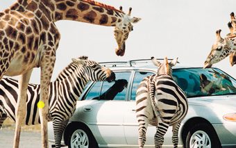 African_Lion_Safari