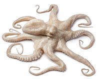 OctopusMomimage