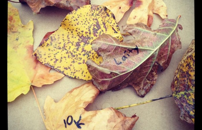 beeswax-leaves-1024x1024