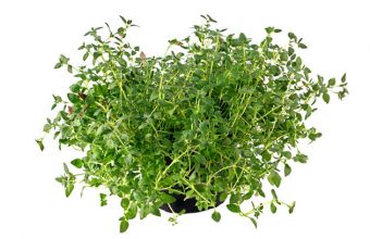 wsgathyme
