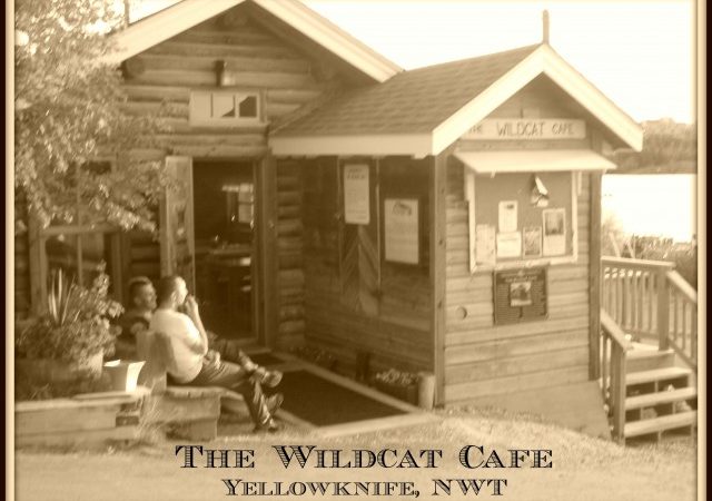 wildcat-640x486