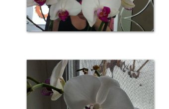 orchids