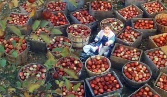 baby-boom-apples-farm