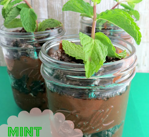 Mint-Chocolate-Plant-Parfaits