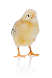 Easter_chickTO