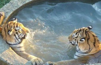 Tigers-in-hot-tub