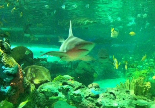 RipleysAquarium-Toronto-shark-600x448
