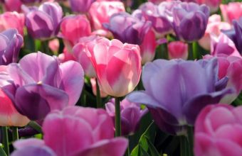 Tulips
