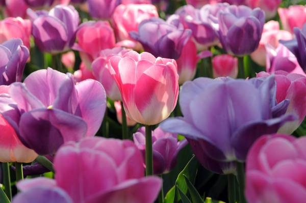 Tulips