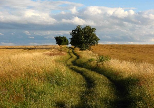 Field-with-tree