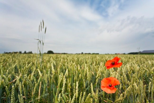 Poppies-in-the-fields-of-Flanders-credit-Visit-Flanders