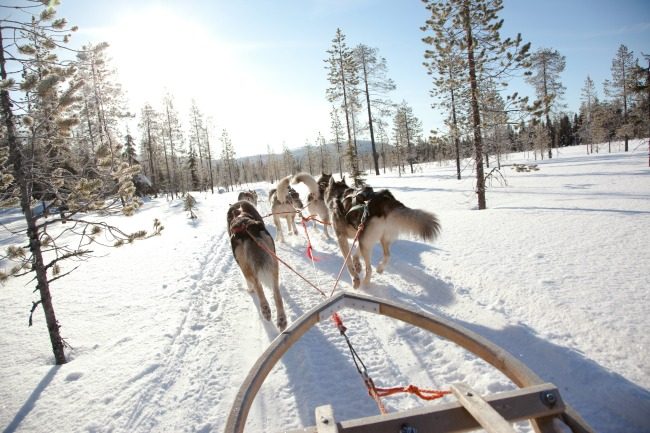 Finland-dog-sled