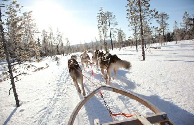 Finland-dog-sled