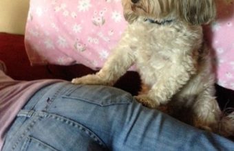 Dog-on-butt