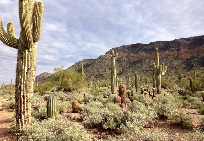 Suguaro-cactuses