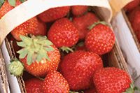strawberries_in_basket