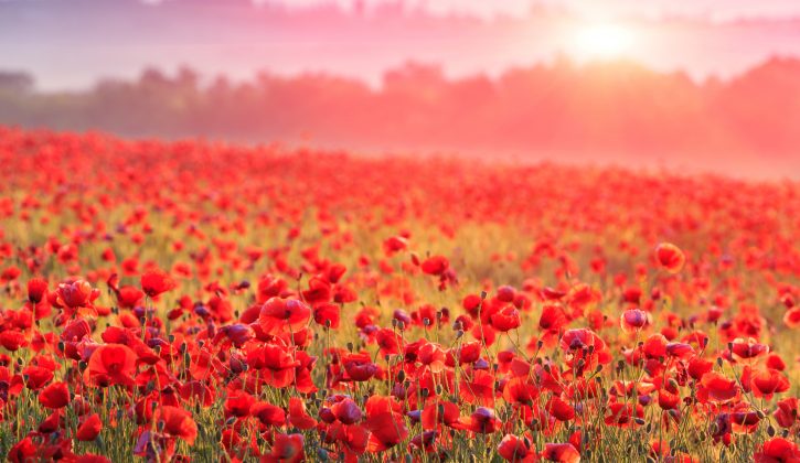 red poppy field in morning mist