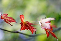 RedAutumnLeaves
