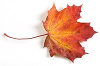 Beautiful_Fall_Leaf