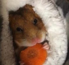 Hamster-and-carrot-1-235x300