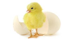 babychick_hatching_from_egg