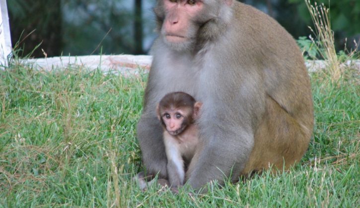 monkeys-1024x768