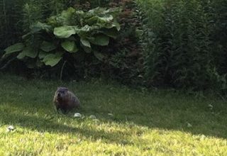 Groundhog