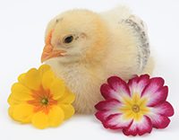 Baby_chick_with_spring_flowers