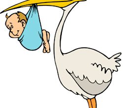 Stork