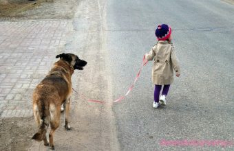 Toddler-Walking-Family-Dog