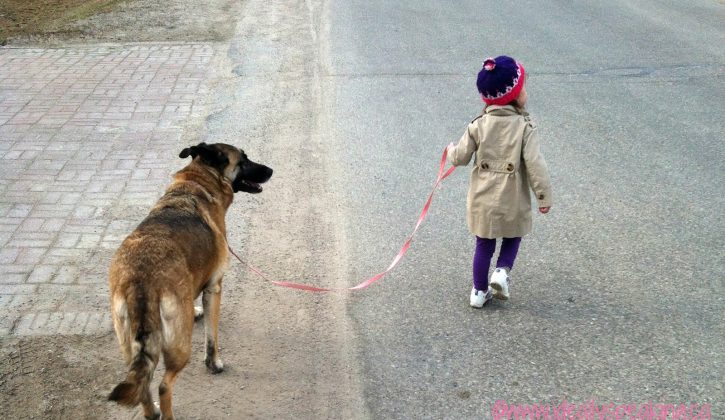 Toddler-Walking-Family-Dog