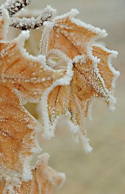 Frosty-leaves