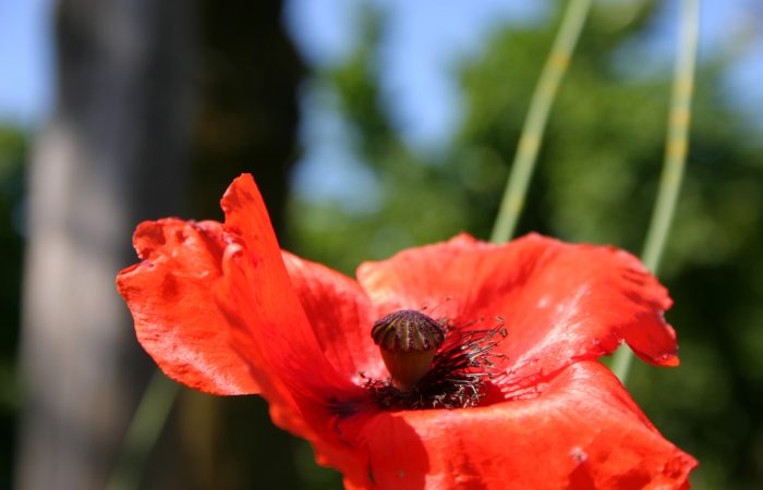 poppy