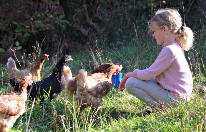 chickens2
