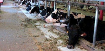 cows_Ottawa