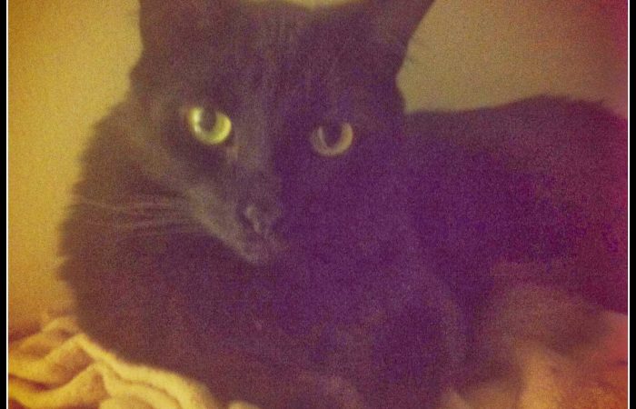 boobear