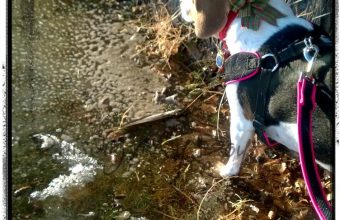 springwalk