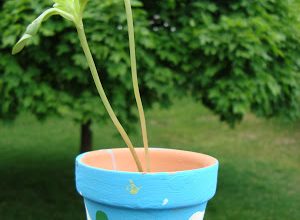 Willsflowerpot