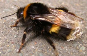 BumbleBee-OnPavement