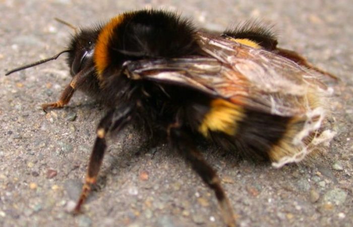 BumbleBee-OnPavement