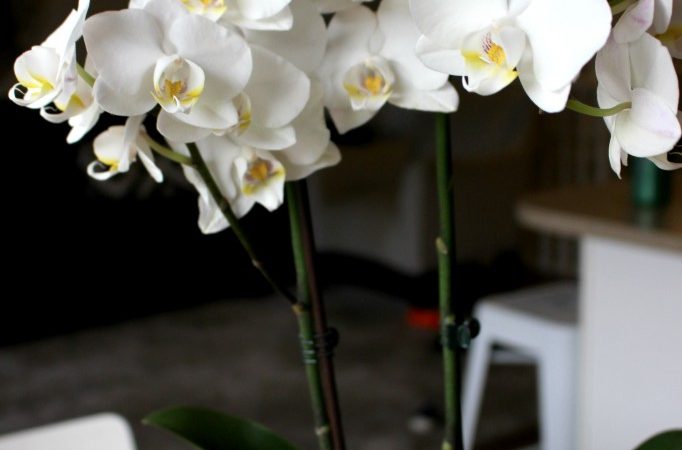 orchid-682x1024