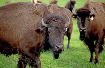 Buffalo-in-a-feild