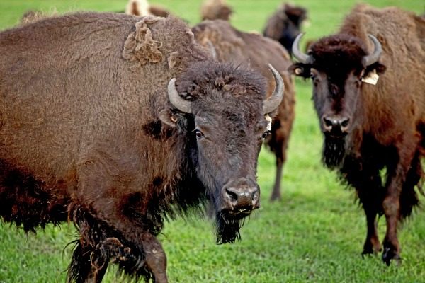 Buffalo-in-a-feild