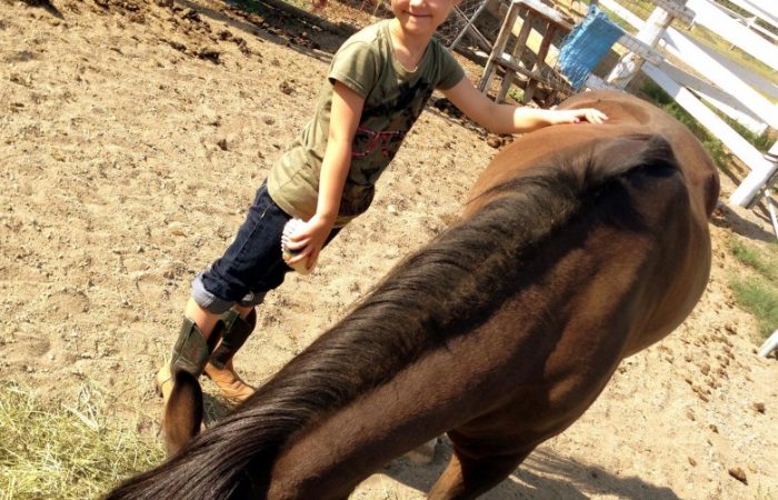 Horse2-780x780