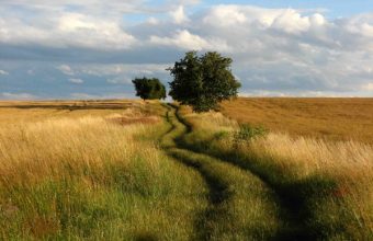 Field-with-tree-1