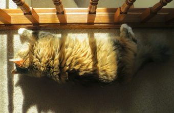 cat2Bin2Ba2Bsunbeam