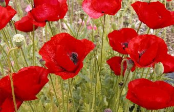 poppy-3