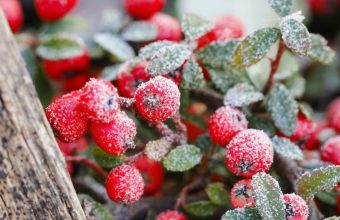 Gorgeous-Plants-for-Your-Winter-Garden-682x1024